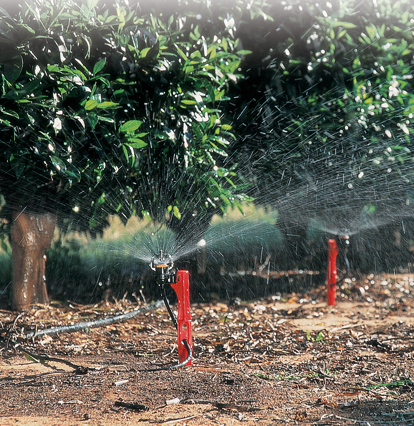 Orchard irrigation project